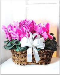 Cyclamen from Kircher's Flowers in Defiance and Paulding, OH