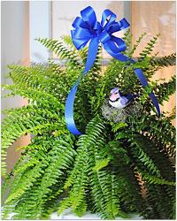 Summer Fern from Kircher's Flowers in Defiance and Paulding, OH