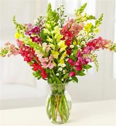 Snapdragon Delight from Kircher's Flowers in Defiance and Paulding, OH