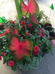 Combo Pot for Shade from Kircher's Flowers in Defiance and Paulding, OH