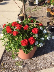 Combo Pot for Sun from Kircher's Flowers in Defiance and Paulding, OH