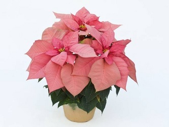 Jubilee Pink Poinsettia from Kircher's Flowers in Defiance and Paulding, OH