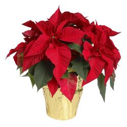 Classic Christmas Red Poinsettia from Kircher's Flowers in Defiance and Paulding, OH